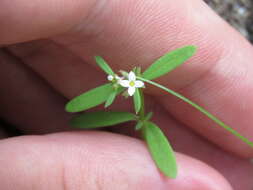 Image of Greene's starviolet