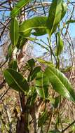 Image of Rhopalocarpus lucidus Bojer