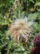 Image of Carduus adpressus C. A. Meyer