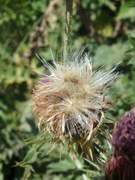 Image of Carduus adpressus C. A. Meyer