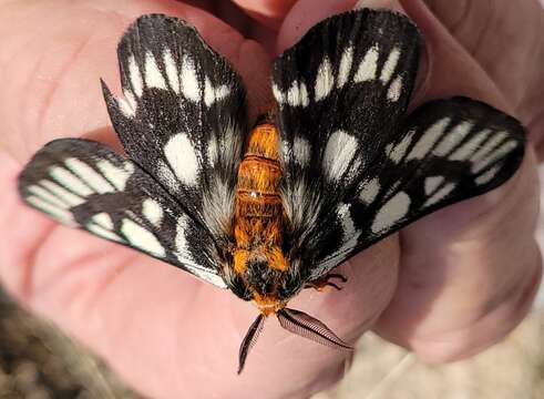 Image de Hemileuca chinatiensis (Tinkham 1943)