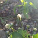 Image of Acmella radicans (Jacquin) R. K. Jansen