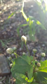 Image of Acmella radicans (Jacquin) R. K. Jansen