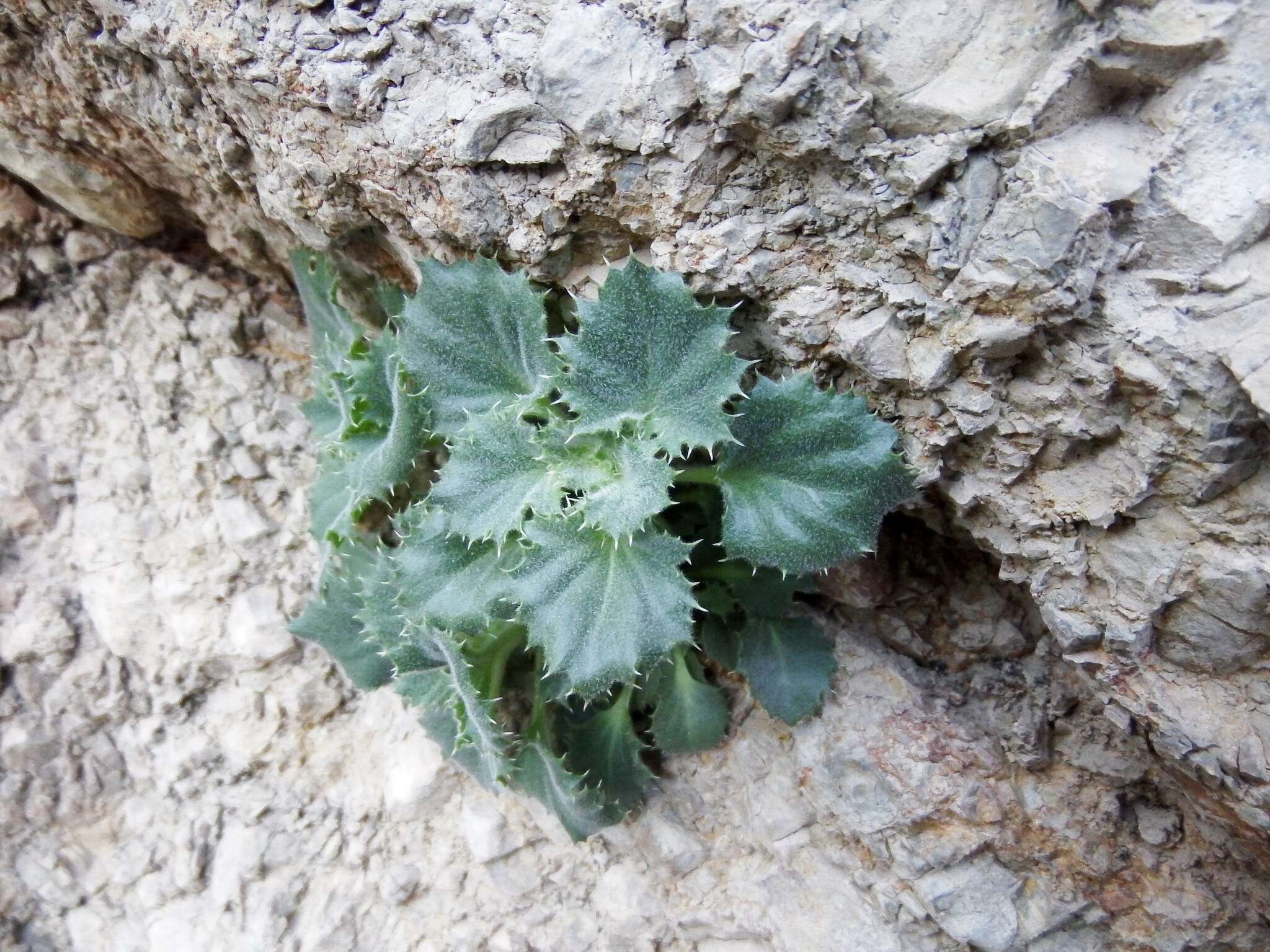 Plancia ëd Maurandya petrophila Cov. & C. V. Morton