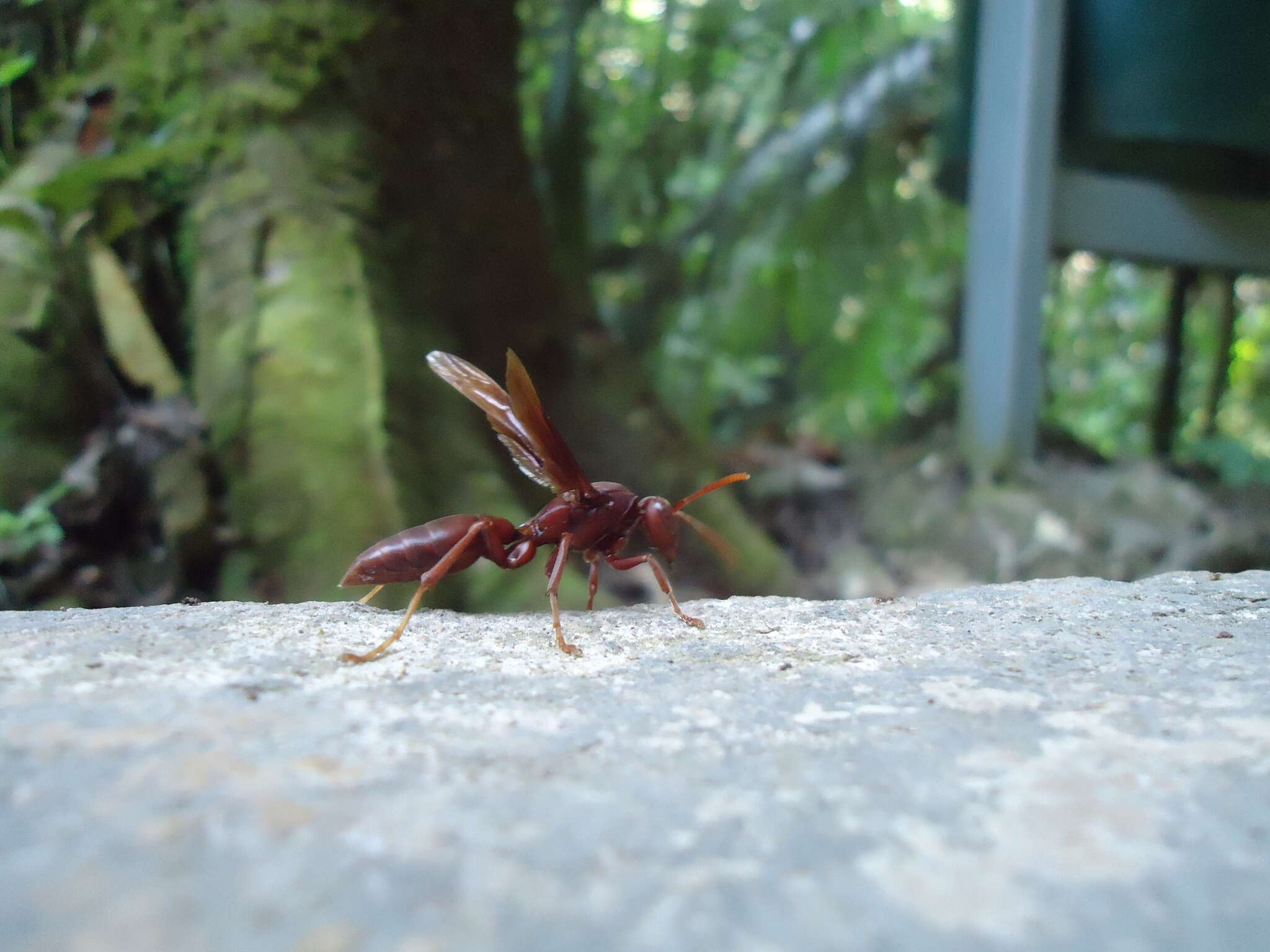 Image of Polistes franciscanus Richards 1978