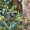 Image of Eastern Tawny Frogmouth