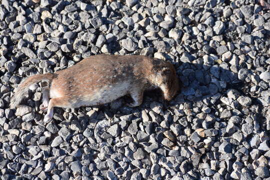 Image of spotted ground squirrel