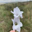 Image of Gladiolus rehmannii Baker