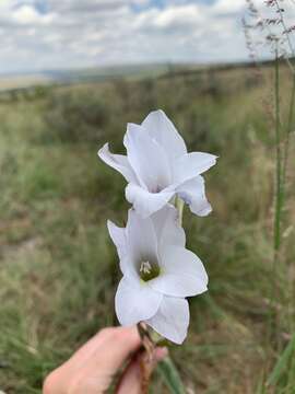 Image of Gladiolus rehmannii Baker