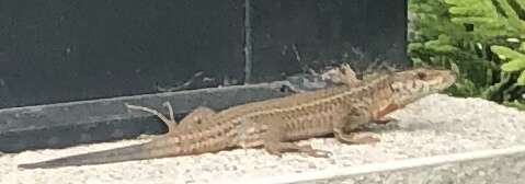 Image of Columbretes Wall Lizard