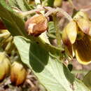 Image of Schizoglossum hamatum E. Mey.