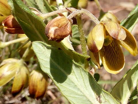 Image of Schizoglossum hamatum E. Mey.