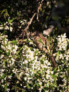 Image of Striolated Tit-Spinetail