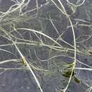 Image of Panarctic Water-Crowfoot