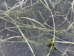 Image of Panarctic Water-Crowfoot