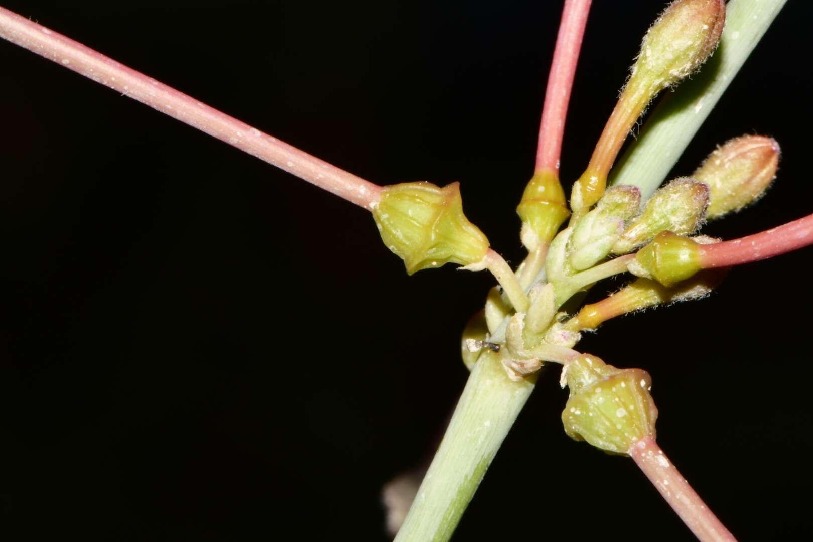 Imagem de Anulocaulis leiosolenus (Torr.) Standl.