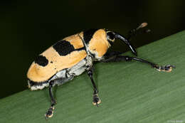 Image of Cholus annulatus (Linnaeus & C. 1758)