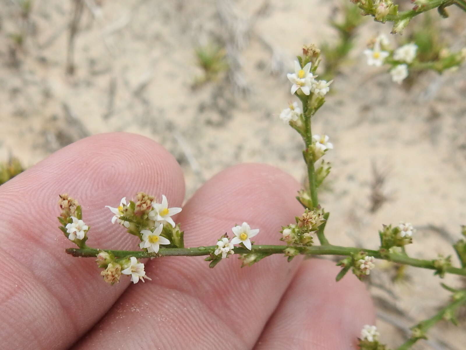 Image of threeflower snakeweed