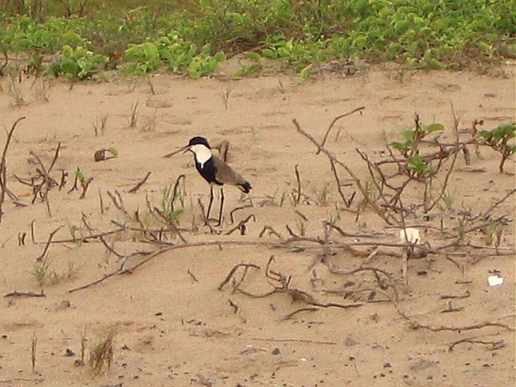 Image of spur-winged lapwing