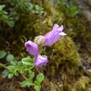 Image of Menzies' penstemon