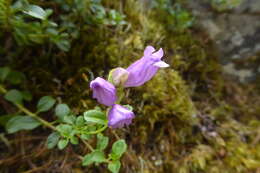 Image of Menzies' penstemon