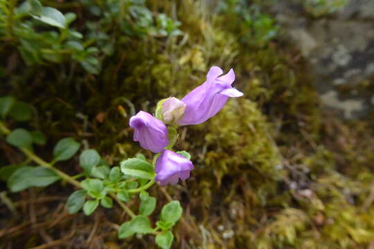 Sivun Penstemon davidsonii var. menziesii (Keck) Cronq. kuva