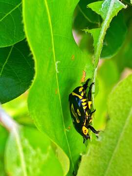 Image of Rutela lineola (Linnaeus 1758)