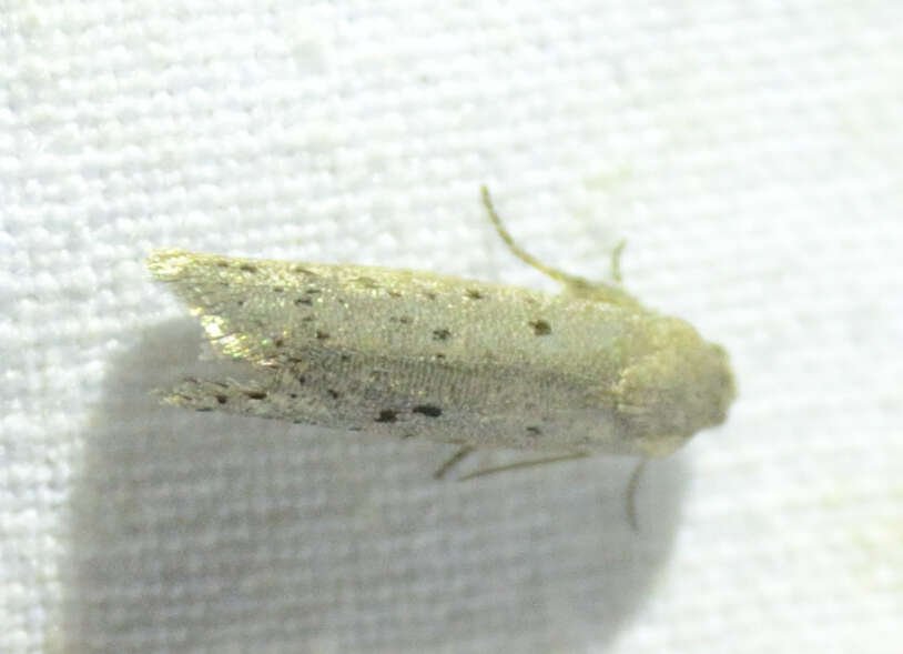 Image of Mimosa Webworm Moth