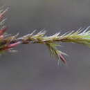 Image of orthothecium moss