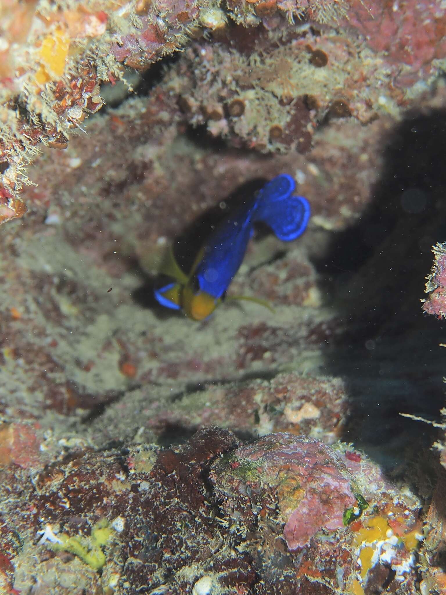 Image of Blue-backed Angelfish