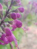 Image of Teucrium betonicum L'Hér.