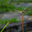 Image of Red Glider Dragonfly