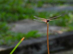 Image of Red Glider Dragonfly