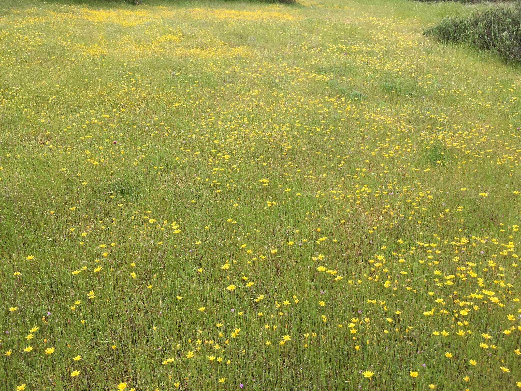 Image de Agoseris heterophylla (Nutt.) Greene