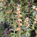 Plancia ëd Juniperus oxycedrus subsp. badia (H. Gay) Debeaux