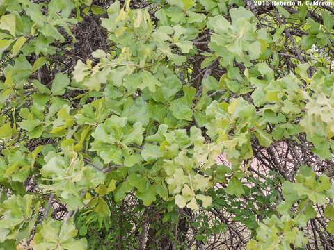 Image of Blackjack Oak