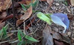 صورة Clitoria guianensis (Aubl.) Benth.