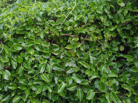 Image of Muehlenbeckia australis (Forst. fil.) Meisn.