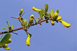 Image de Tabebuia nodosa (Griseb.) Griseb.