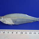 Image of Equatorial longfin herring