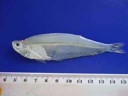 Image of Equatorial longfin herring