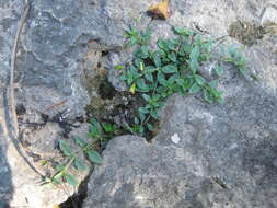 Mecardonia procumbens (Mill.) Small resmi