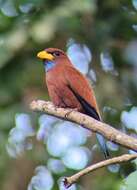 Image of Blue-throated Roller