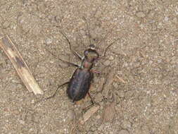 Plancia ëd Cicindela (Cicindelidia) punctulata punctulata A. G. Olivier 1790