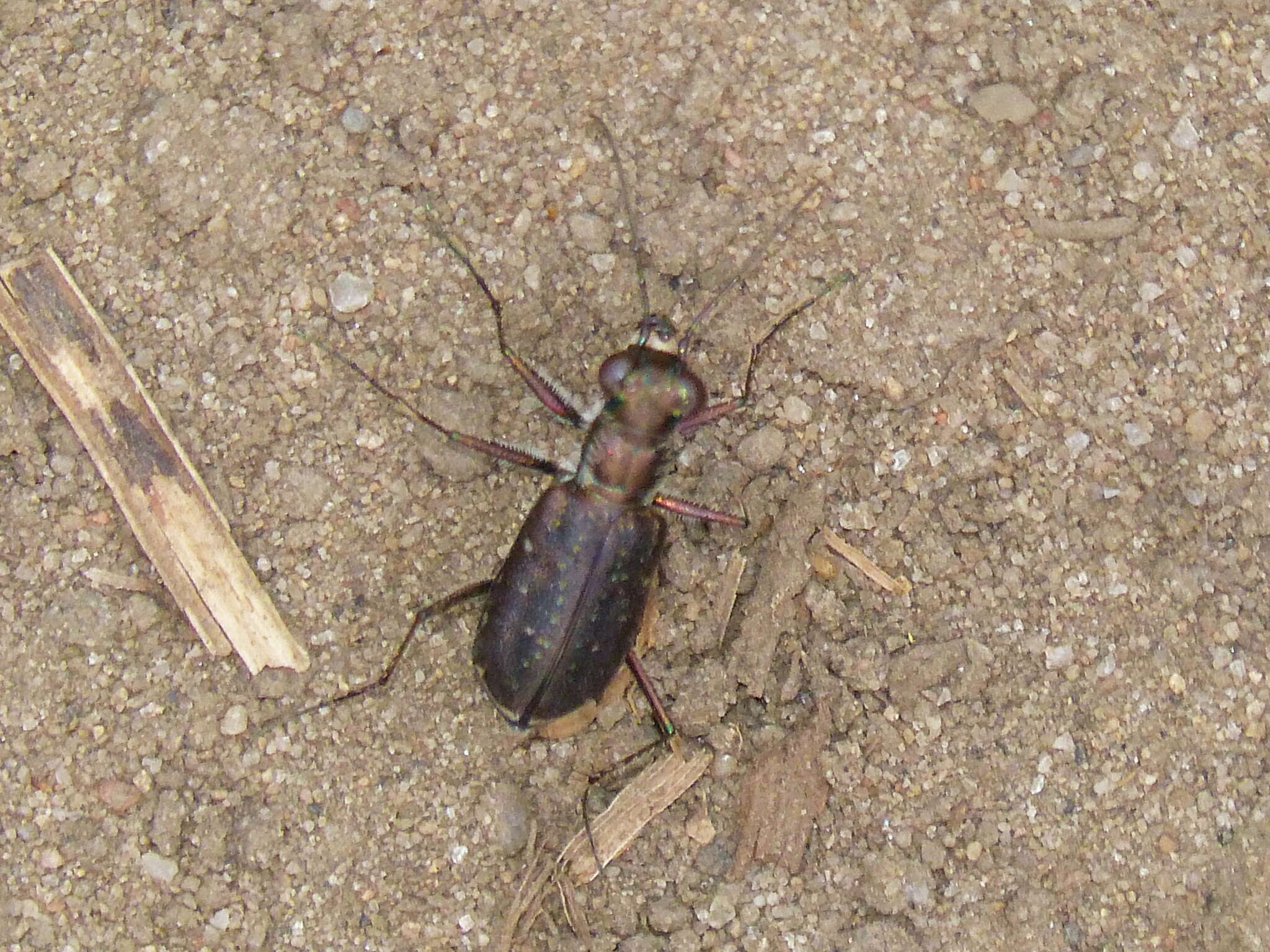 Plancia ëd Cicindela (Cicindelidia) punctulata punctulata A. G. Olivier 1790