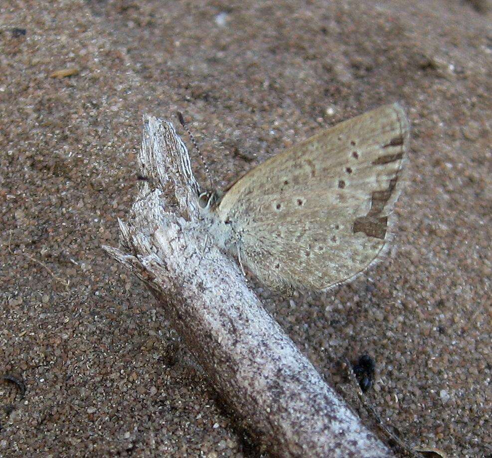 Image of <i>Zizeeria <i>knysna</i></i> knysna