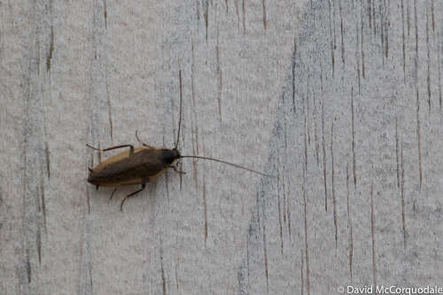 Image of dusky cockroach