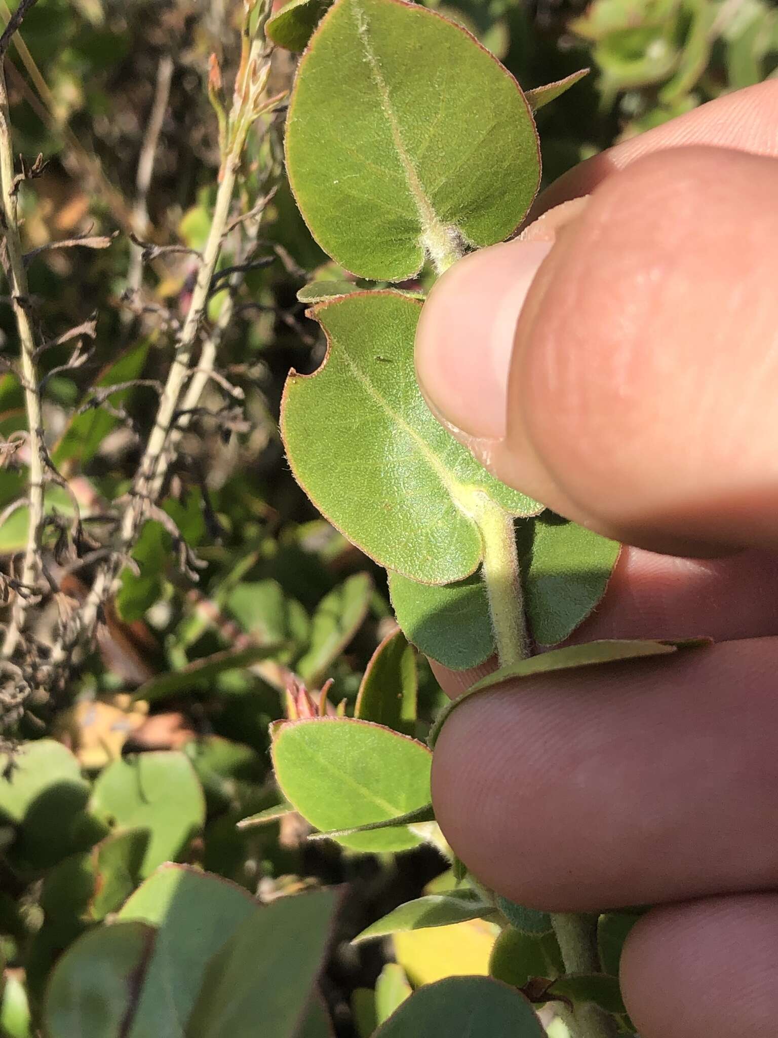 Image of Oso manzanita