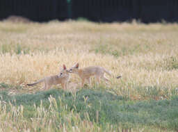 Imagem de Vulpes macrotis Merriam 1888