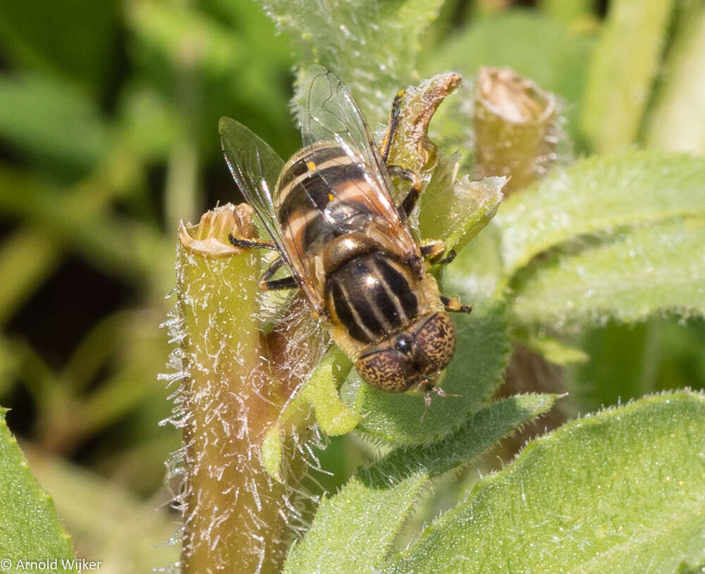 صورة Eristalinus megacephalus (Rossi 1794)